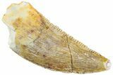 Serrated, Raptor Tooth - Real Dinosaur Tooth #233011-1